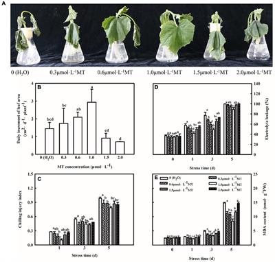 Melatonin Promotes the Chilling Tolerance of Cucumber Seedlings by Regulating Antioxidant System and Relieving Photoinhibition
